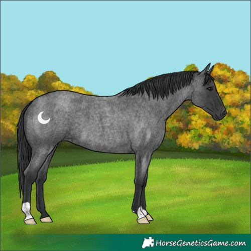 Horse Color:Blue Roan 