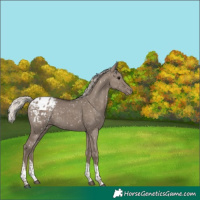 Horse Color:Silver Grullo Tobiano Appaloosa 