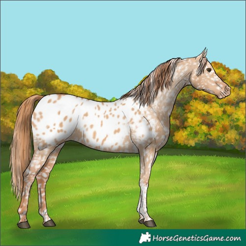 Horse Color:Red Dun Sabino Tobiano Appaloosa Rabicano 