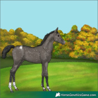 Horse Color:Grullo Sabino Tobiano Appaloosa Rabicano 