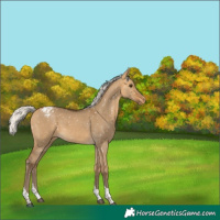 Horse Color:Silver Buckskin Dun Tobiano Appaloosa Rabicano 