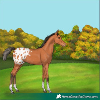 Horse Color:Bay Tobiano Appaloosa 