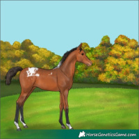 Horse Color:Bay Tobiano Appaloosa 