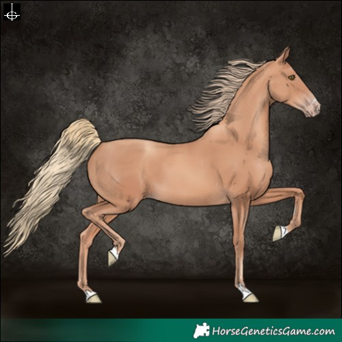 Horse Color:Gold Champagne 