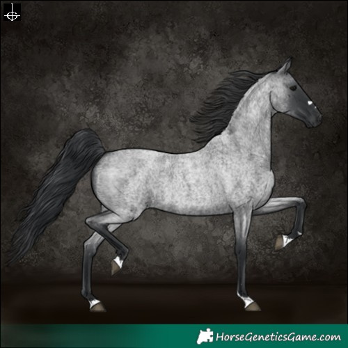 Horse Color:Blue Roan 