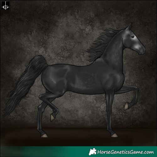 Horse Color:Gray Black 