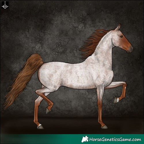 Horse Color:Gray Red Roan 