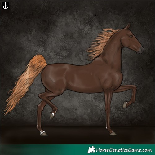 Horse Color:Gray Chestnut 