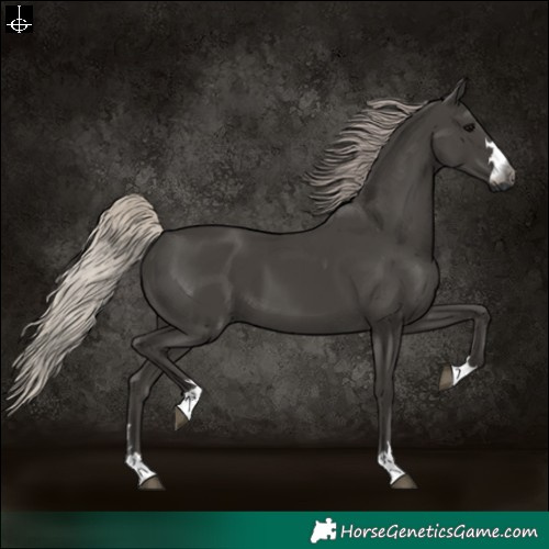 Horse Color:Gray Silver Black 
