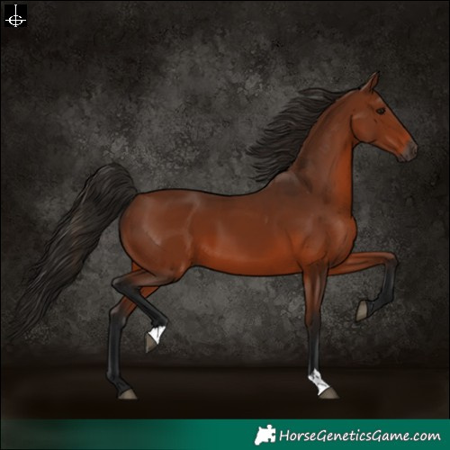 Horse Color:Gray Bay 