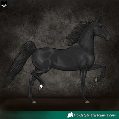 Horse Color:Gray Black 
