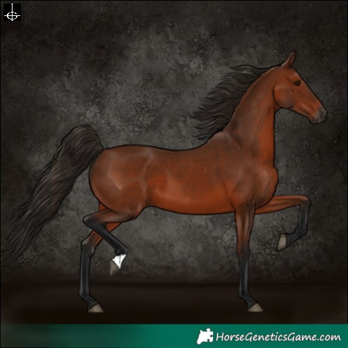 Horse Color:Gray Bay 