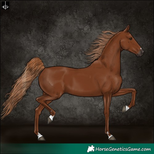 Horse Color:Gray Chestnut 