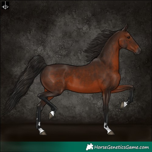 Horse Color:Gray Bay 