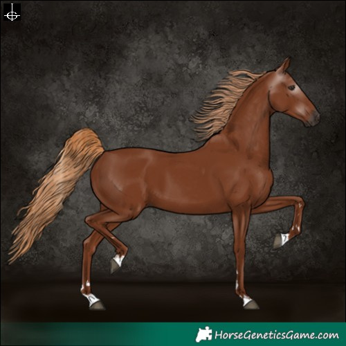 Horse Color:Gray Chestnut 