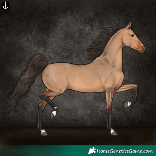 Horse Color:Bay Dun 