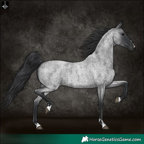 Horse Color:Blue Roan 