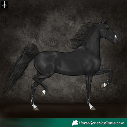 Horse Color:Gray Black 