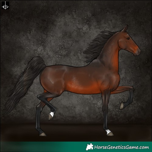 Horse Color:Gray Bay Rabicano 