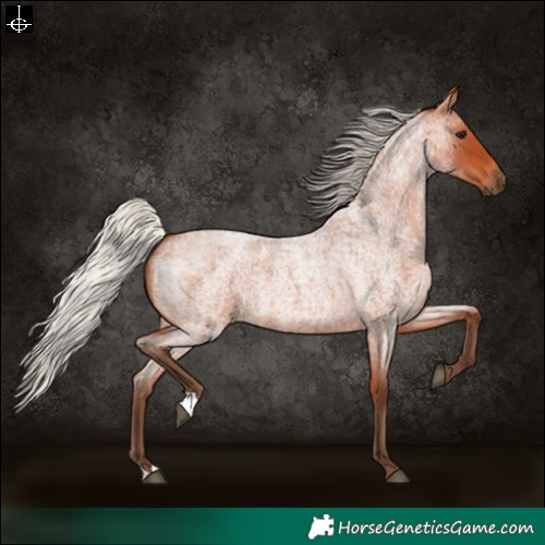 Horse Color:Silver Bay Roan 