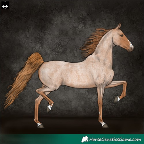 Horse Color:Red Roan 