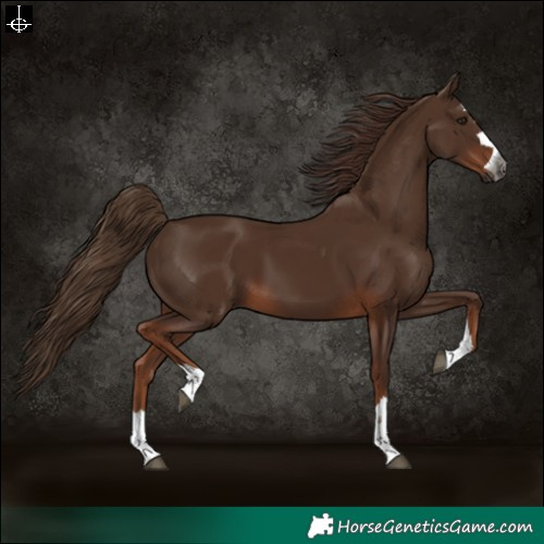 Horse Color:Gray Chestnut 