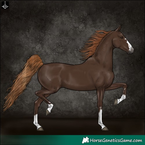 Horse Color:Gray Chestnut 