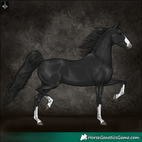 Horse Color:Gray Black 