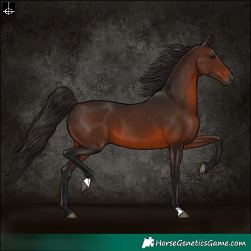 Horse Color:Gray Bay 