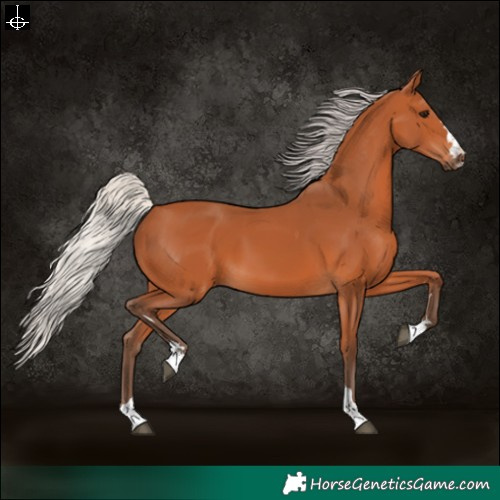 Horse Color:Silver Bay 