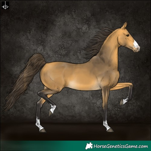 Horse Color:Buckskin 