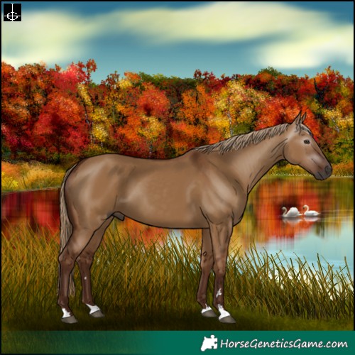 Horse Color:Gray Red Dun 