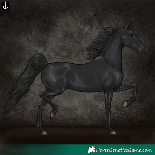 Horse Color:Gray Black 