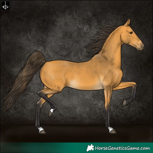 Horse Color:Buckskin 