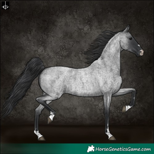 Horse Color:Blue Roan 