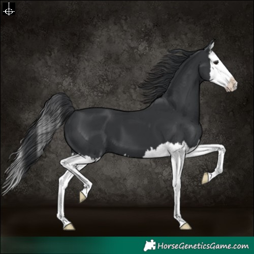 Horse Color:Black Splash 