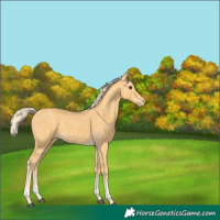 Horse Color:Palomino Tobiano Appaloosa 