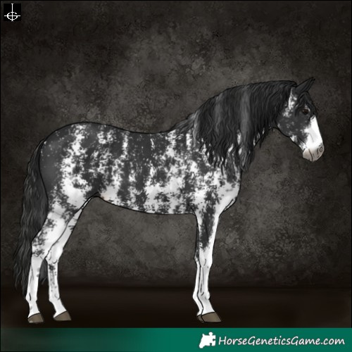 Horse Color:Gray Black Sabino 
