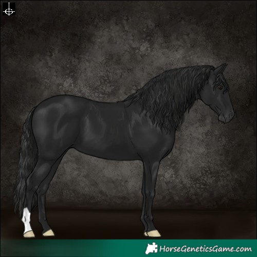 Horse Color:Gray Black 