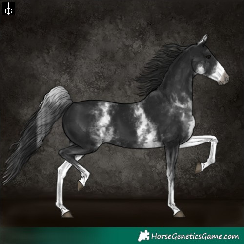 Horse Color:Gray White Spotted Black 