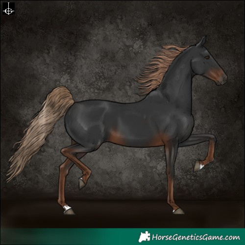 Horse Color:Gray Liver Chestnut Rabicano 