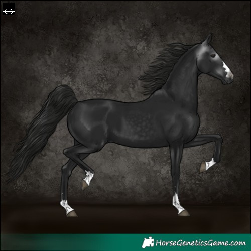 Horse Color:Gray Black 