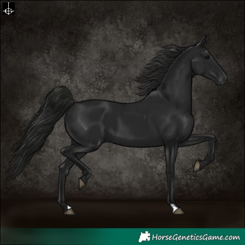Horse Color:Gray Black 