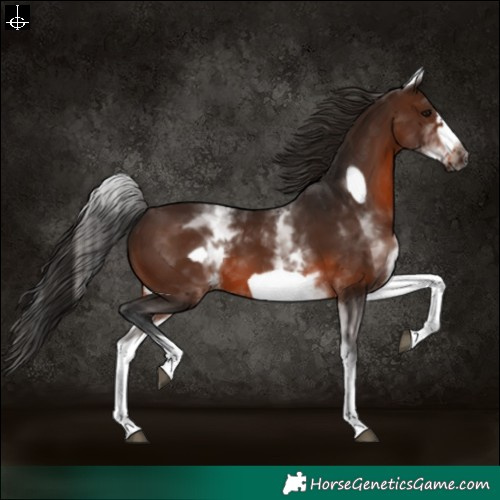 Horse Color:Gray White Spotted Bay Frame Varnish 