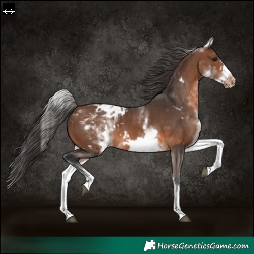 Horse Color:White Spotted Brown Frame Varnish 