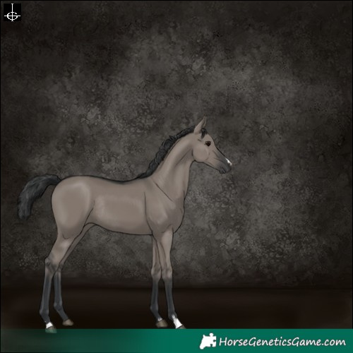 Horse Color:Grullo Rabicano 