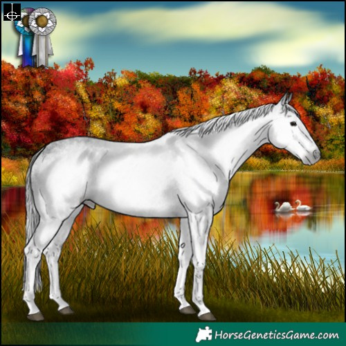 Horse Color:Gray White Spotted Black 