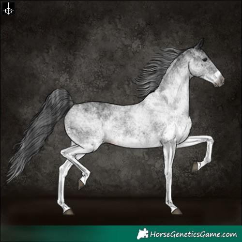 Horse Color:Gray White Spotted Black 