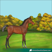 Horse Color:Bay Tobiano Snowflake Varnish