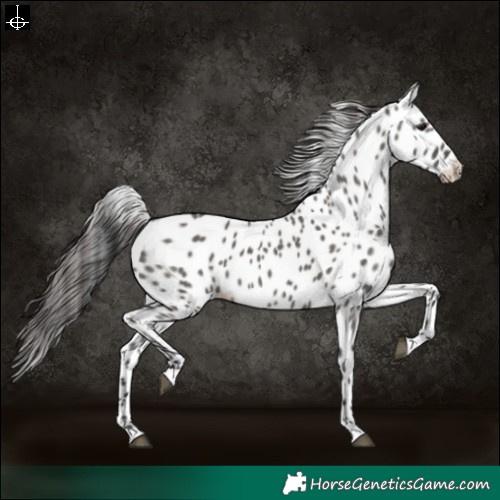 Horse Color:Grullo Leopard 